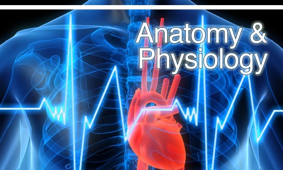 Anatomy & Physiology & Pathology Level 3 Certificate